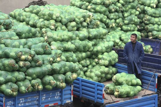 11月23日,上海江桥蔬菜批发市场,大量卷心菜价低难卖陷入窘境。上海日报 王溶江 图 11月23日,上海江桥蔬菜批发市场,大量卷心菜价低难卖陷入窘境。上海日报 王溶江 图