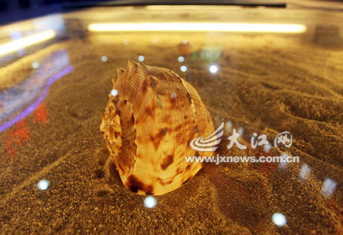海南展区的美丽海螺 海南展区的美丽海螺